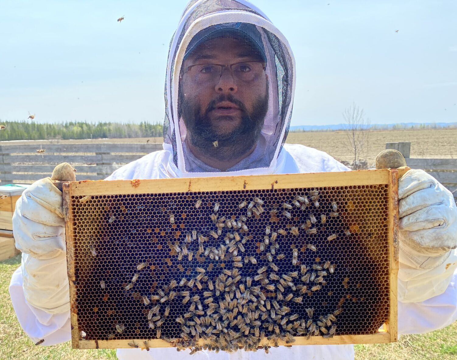 Le 20 mai journée mondiale des abeilles