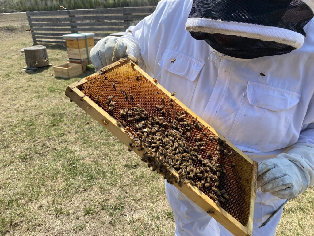 réchauffement climatique abeilles miel
